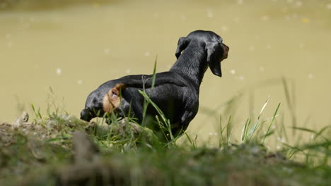 Close-up-shot-of-curious-miniature-dachshund-waving-its-tail-beside-river