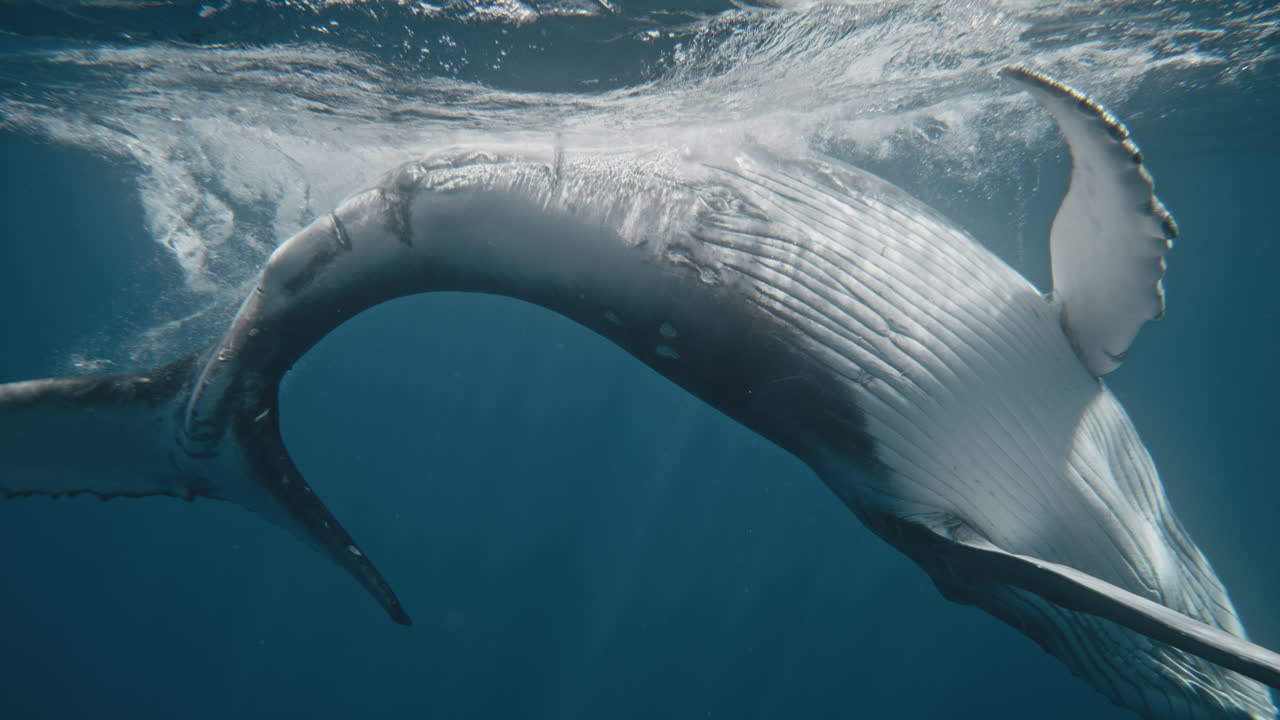 Humpback whale showcase white belly as it hits surface with fluke underwater