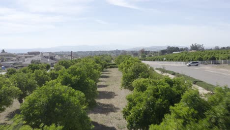 A-stunning-drone-shot,-drone-flying-low-over-a-plantation-along-a-street-in-California