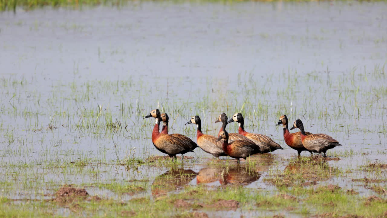 Rainforest marsh with exotic white-headed Whistling-ducks birds in tropical wetland water