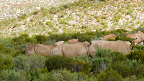 Three-white-rhinos-grazing-together-in-shrubland,-majestic-African-wildlife