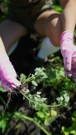 person removing weeds in a garden