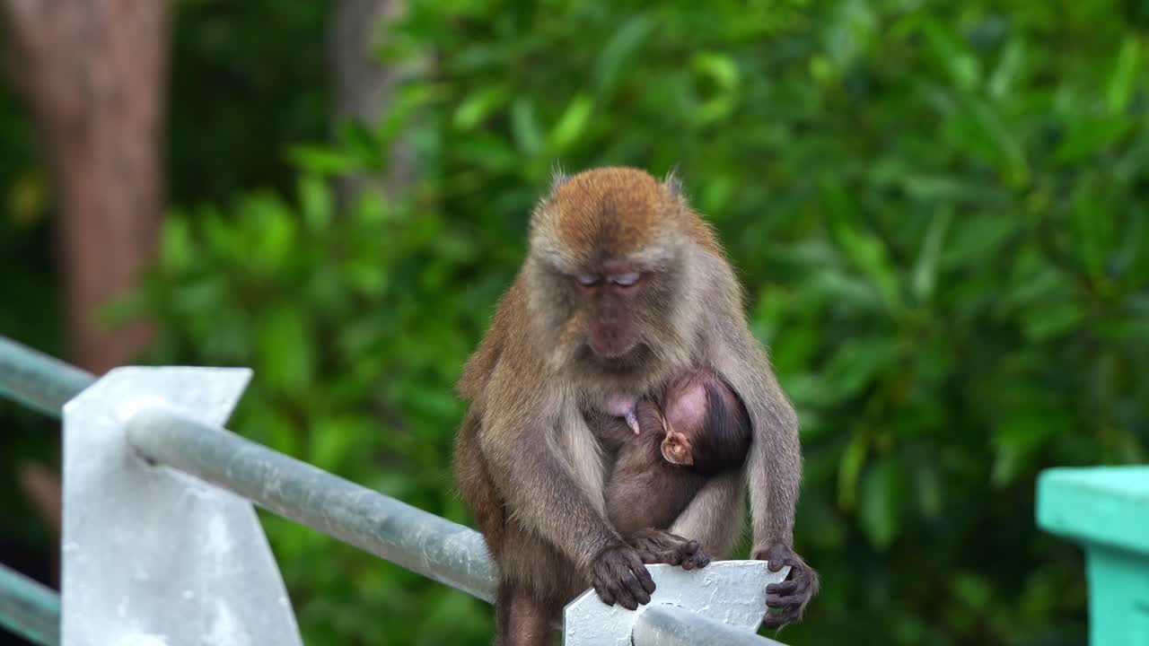 una madre macaco de cola larga, macaca fascicularis posada en la barandilla metálica, amamantando a su bebé en un parque urbano, toma de primer plano