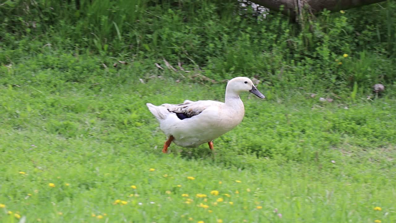 lindo pato moviéndose rápido en el parque