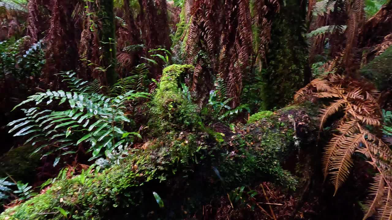 Lush greenery and ferns in a rainforest