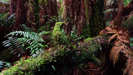 vegetación exuberante y helechos en un bosque tropical