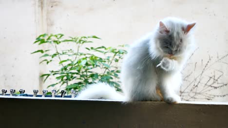 white cats clean themselves.