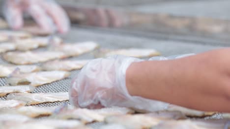 close up footage of fisherman making sun dried nile tilpia fish, natural food preservation