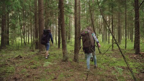 Un-Grupo-De-Turistas-Con-Mochilas-Caminan-Por-El-Bosque-De-Coníferas.-Vacaciones-Activas