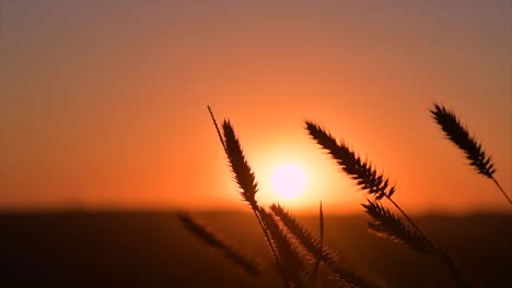 silueta de un campo de trigo al atardecer