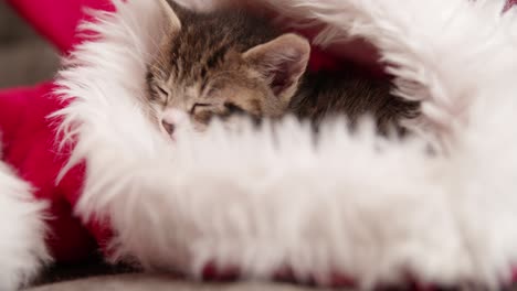 gatito durmiente en un sombrero de papá noel rojo y blanco peludo