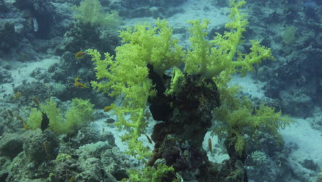 Corales-De-Brócoli-O-Litophyton-Arboreum,-Coral-Blando-En-El-Mar-Rojo