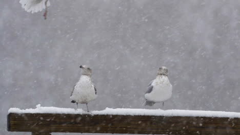 seagulls standing on a wooden beam while snow falls around them