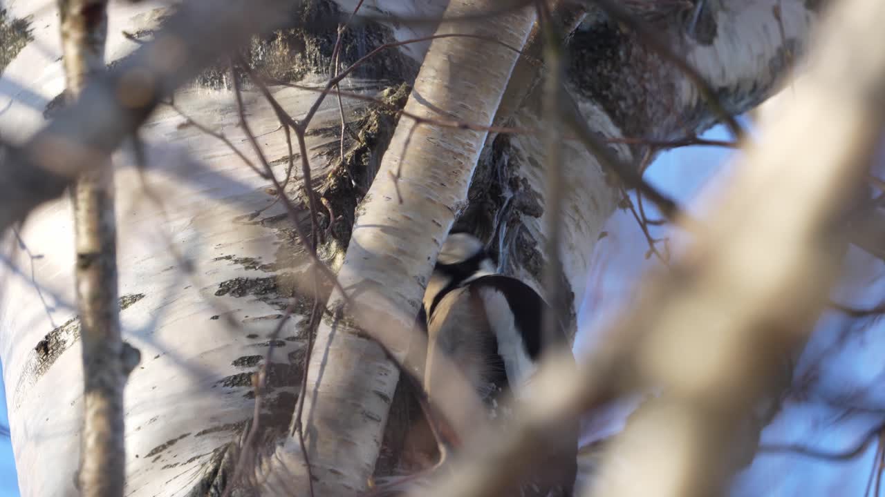 Woodpecker on a tree in a forest of Norway