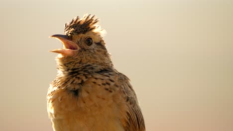 scene of rufous naped lark singing and performing for female, turns from one side to another