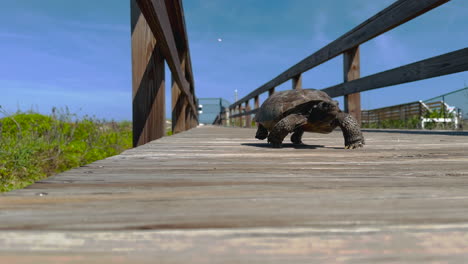 Gopher-tortoise-turtle-walking-towards-camera-on-wooden-beach-walkway,-close-up