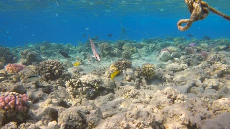 Nahaufnahme-Von-Tropischen-Fadenflossen-Falterfischen,-Die-Darin-Schwimmen