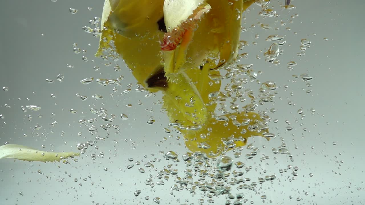 Pétalos de tulipanes caen en el agua. Fondo. Cámara lenta.