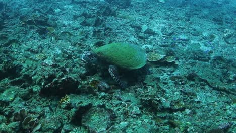 large adult hawksbill turtle with shell covered in thick green algae searches the ocean floor looking for food