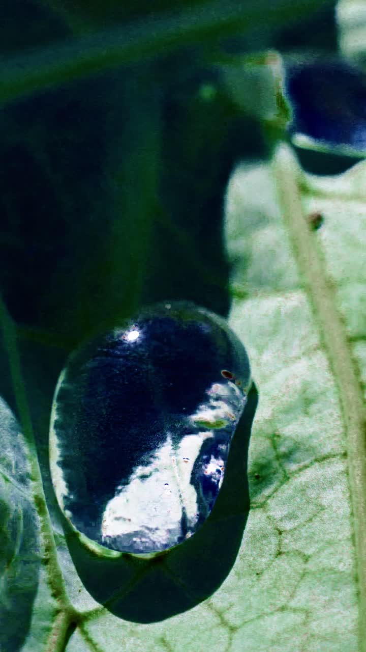 A detailed view showcases a water droplet perched on a vibrant green leaf. The sunlight glimmers off the droplet, highlighting its clarity and shape