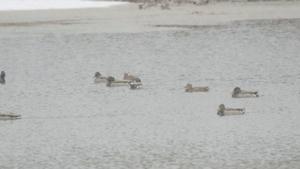 Ducks near the mouth of Saco River in Maine during heavy snowfall in mid-winter. Slow motion. Clip B.