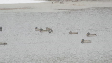 ducks near the mouth of saco river in maine during heavy snowfall in mid-winter. slow motion. clip b.