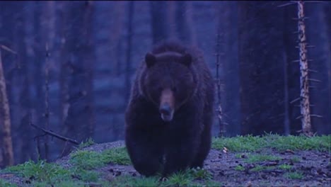 A-Bear-Walks-Through-A-Snowstorm