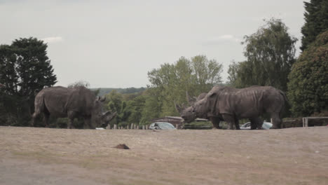 when one suddenly charged in from the left, a fight broke out between two african rhinoceroses in the west midlands safari park in england