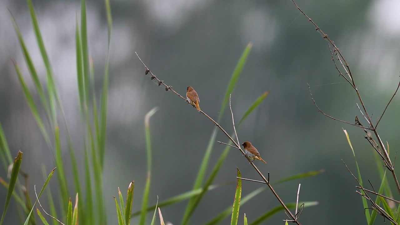 Scaly-breasted Munia pair perches quietly in open fields during sunrise