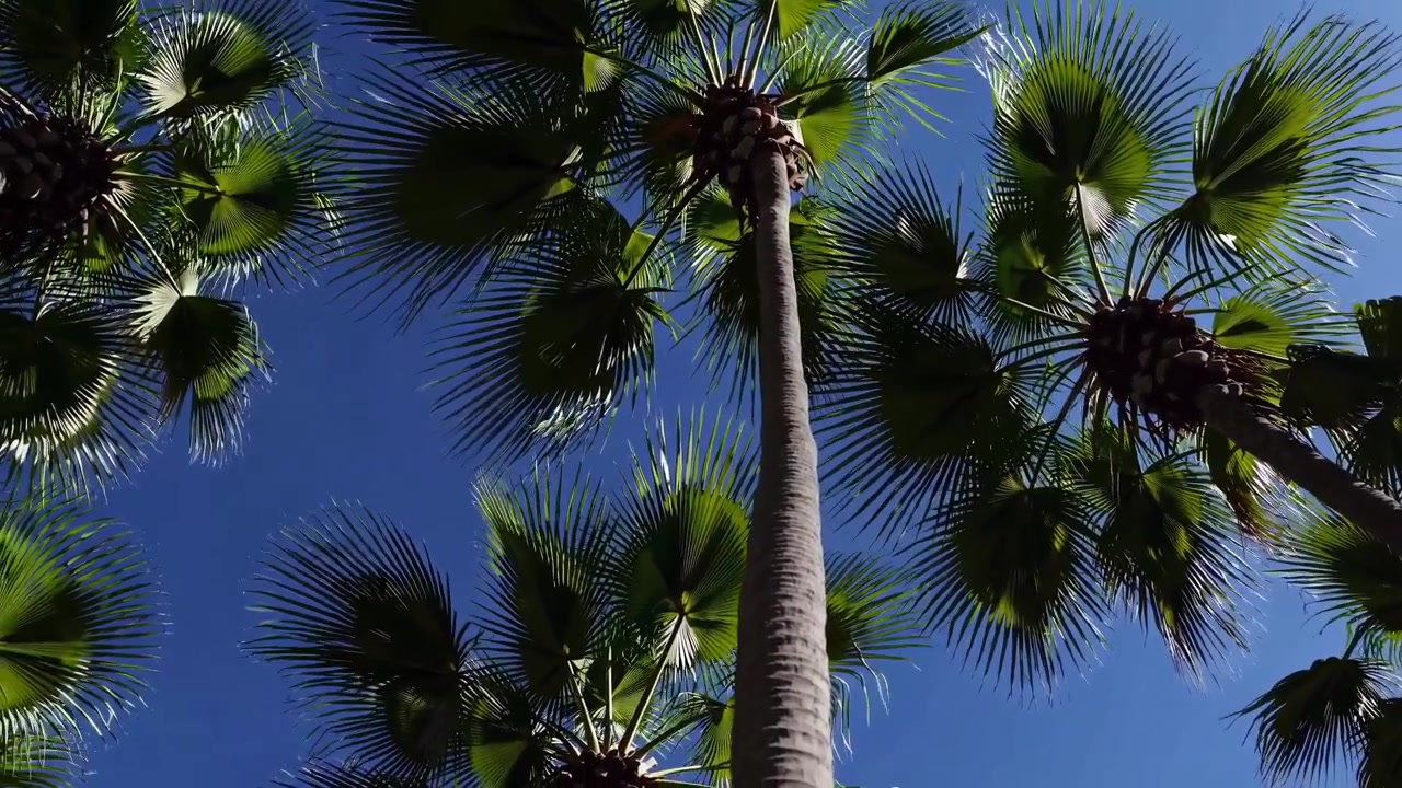 Palme tropicali con fronde verdi su sfondo di cielo azzurro limpido