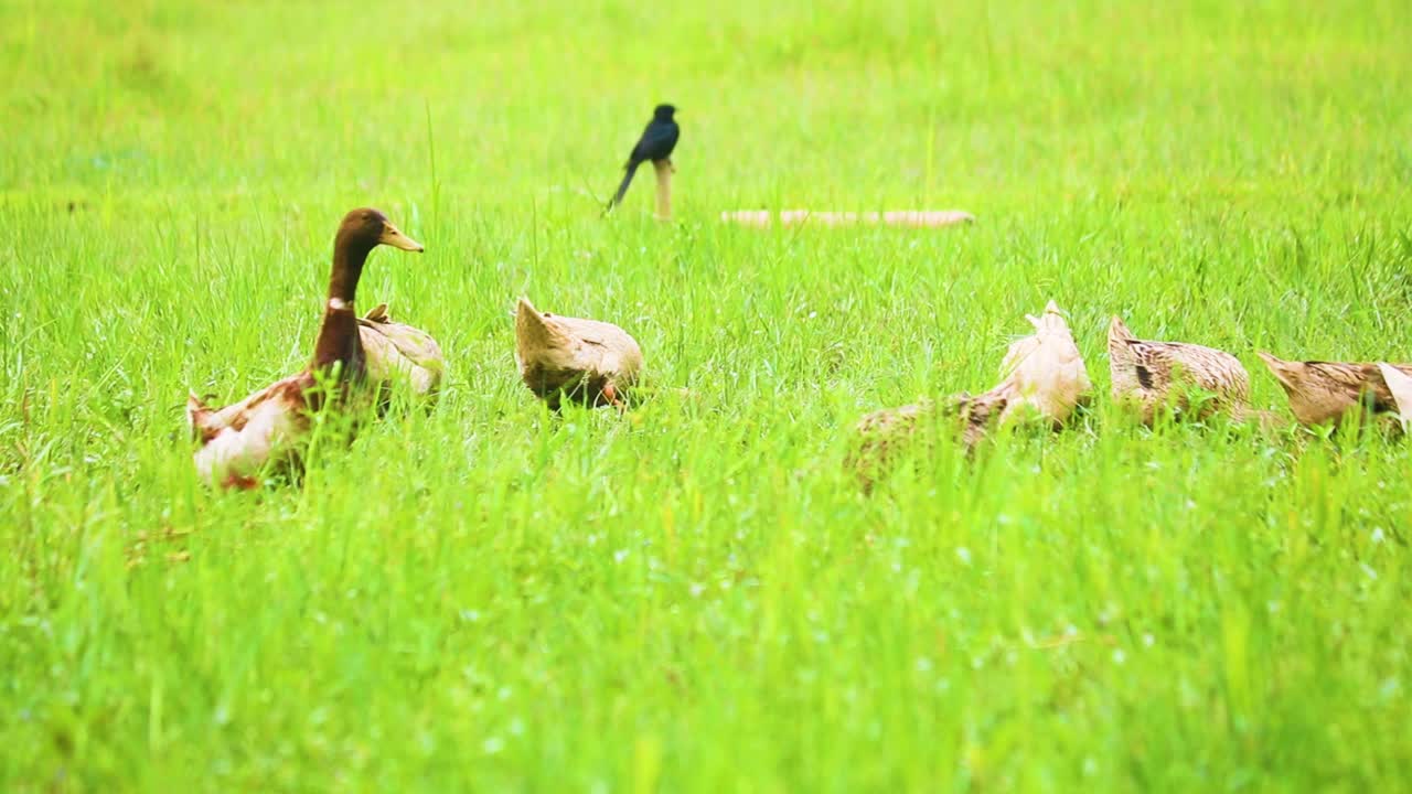 초록 잔디 를 먹고 있는 오리 들
