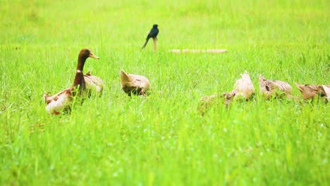 Ducks-grazing-on-green-grass