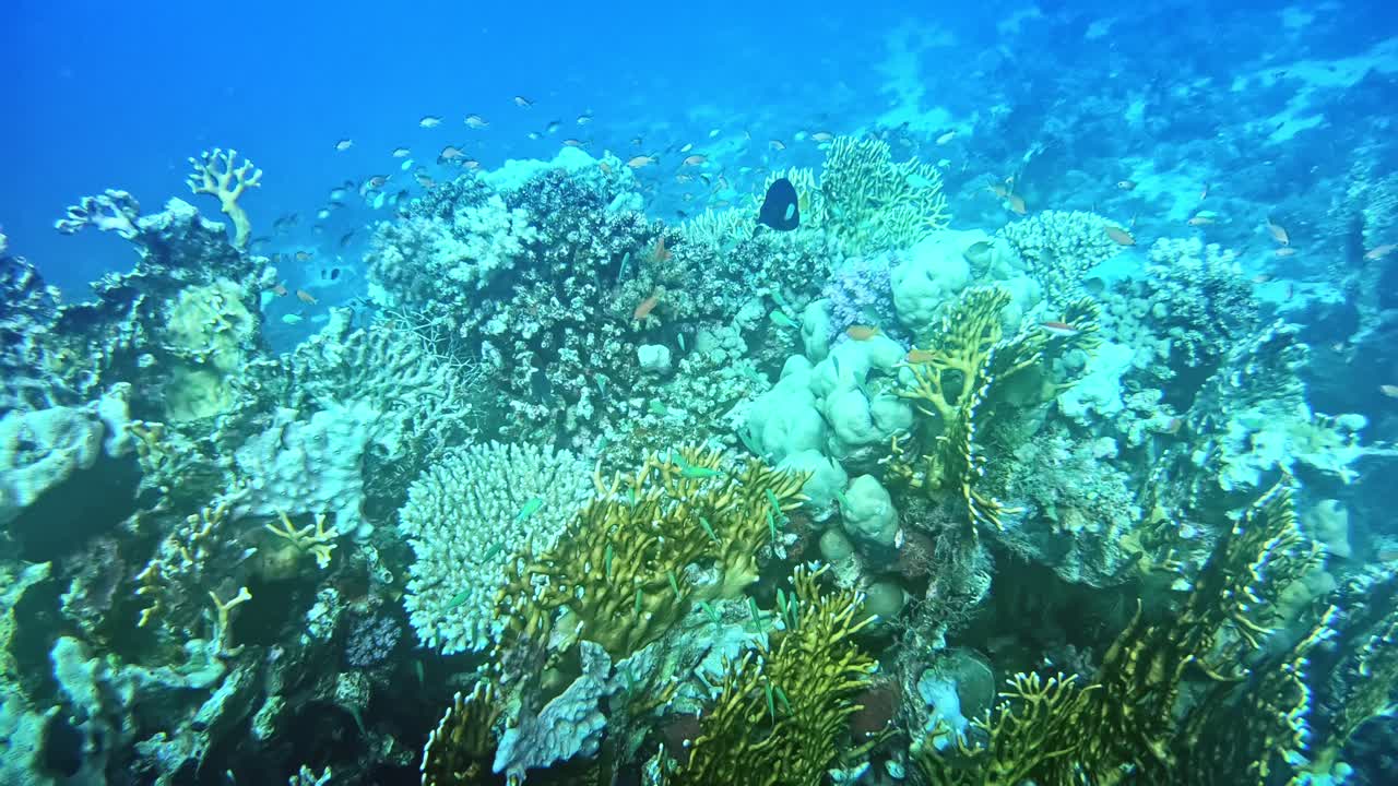 coral blando y duro en el fondo del mar