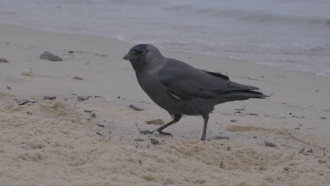 Western-Jackdaw-,-also-known-as-the-Eurasian-jackdaw-forages-food-walking-on-sandy-Redlowo-Beach-in-Gdynia,-Poland---Slow-motion