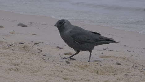 Westliche-Dohle,-Auch-Bekannt-Als-Eurasische-Dohle,-Sucht-Beim-Spaziergang-Am-Sandstrand-Von-Redlowo-In-Gdynia,-Polen,-Nach-Nahrung---Zeitlupe