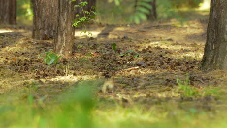 Medium-pan-view-of-forest-floor-with-pine-cones,-softly-sunlit-green-and-brown-4k