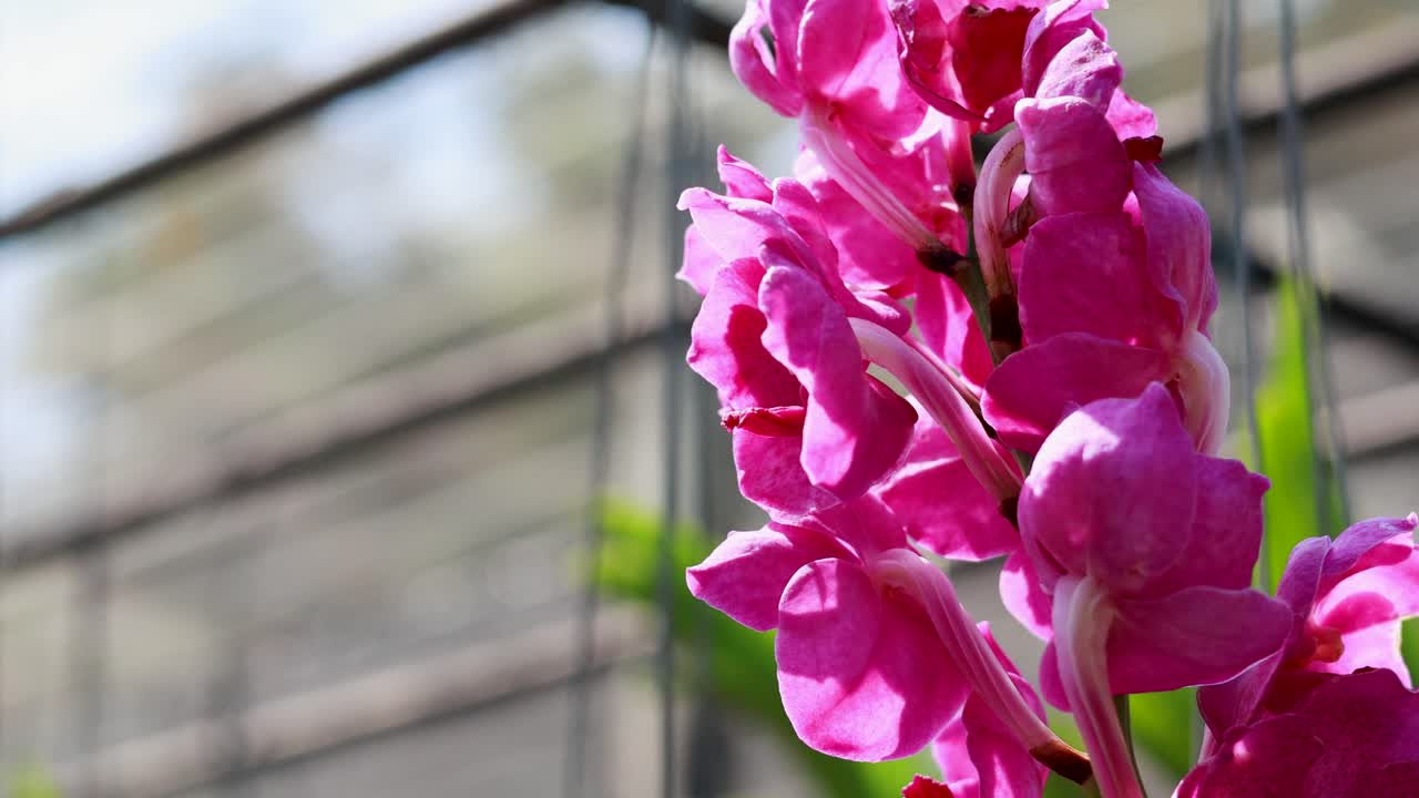 방 의 떠다니는 시장 에서 활기찬 분홍색 꽃 이 꽃을 피우고 있다