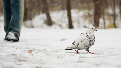 paloma manchada caminando en la nieve, vista parcial de una persona caminando a su lado, creando una escena dinámica de la vida silvestre urbana de invierno con copos de nieve cayendo suavemente