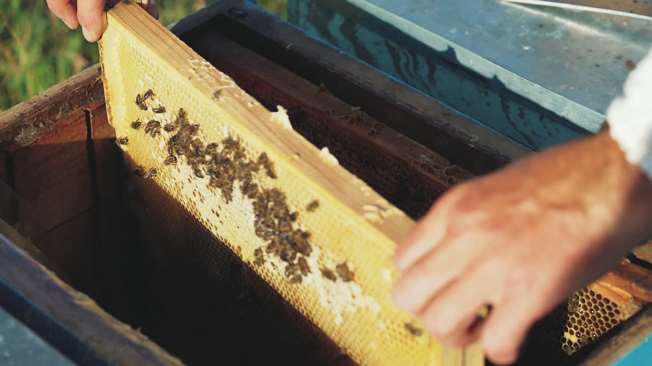 Beekeeper inspecting honeycomb frames