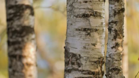 Three-birches-in-the-forest,-sunny-day,-autumn,-soft-focus-pull