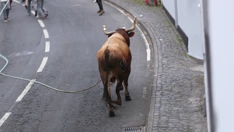 toro en cuerda corriendo en la calle