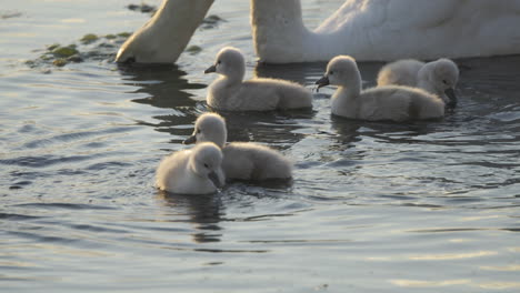 At the break of dawn, cygnets paddle alongside their mom for their first swim in the pond.