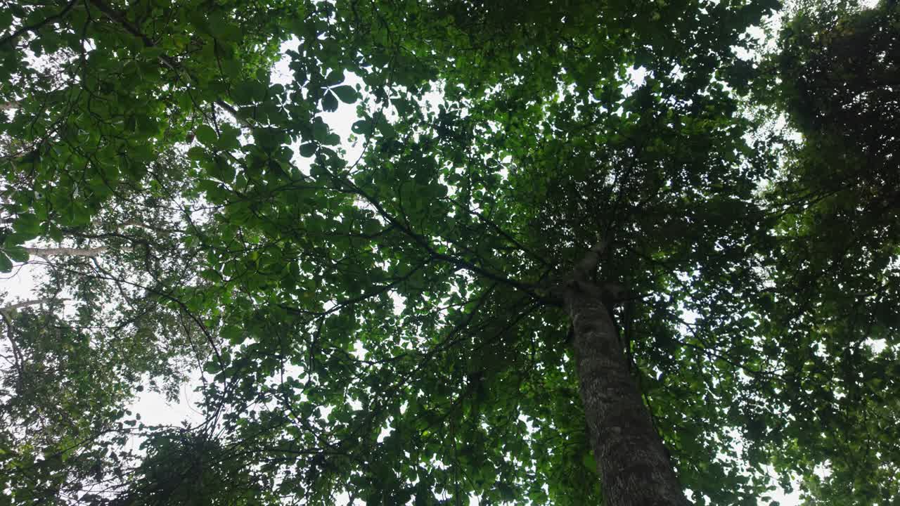 A group of monkey climbs through the dense tree canopy in Cahuita National Park in Costa Rica