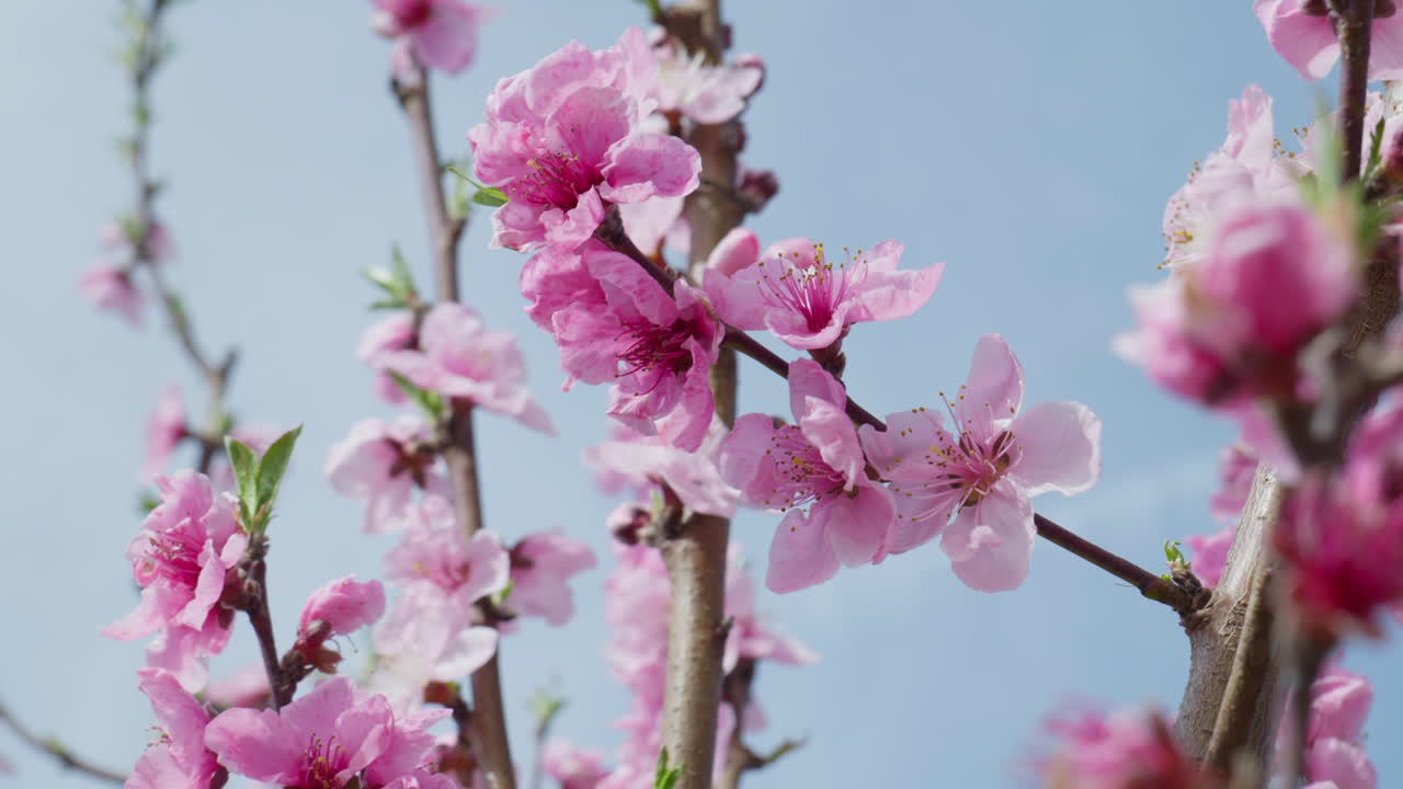 Sunny Spring Day with Peach Trees Blooming in Pink Splendor