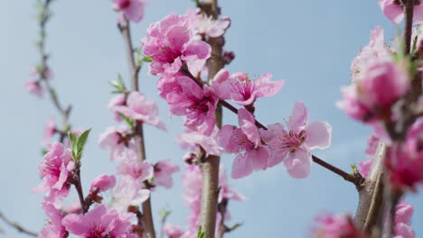 sunny spring day with peach trees blooming in pink splendor