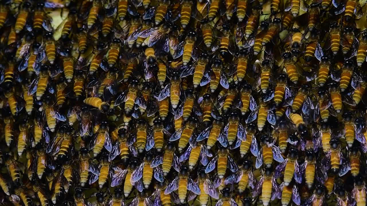 se sabe que las abejas melíferas gigantes construyen grandes colonias de nidos con bolsillos simétricos hechos de cera para almacenar miel como fuente de alimento.
