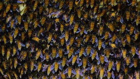 Se-Sabe-Que-Las-Abejas-Melíferas-Gigantes-Construyen-Grandes-Colonias-De-Nidos-Con-Bolsillos-Simétricos-Hechos-De-Cera-Para-Almacenar-Miel-Como-Fuente-De-Alimento.