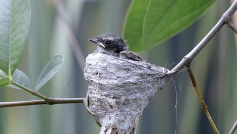 close up of juvenile malaysian pied fantail resting in nest - static shot