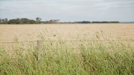 dry empty field behind fence. long grass paddock.