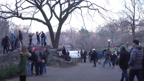 people walking and hanging out in central park during christmas holiday time, wide view with gapstow bridge in the background